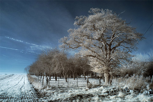 Orchard Infrared Photography
